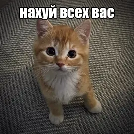 Mora Prokaza - Blacker Than Black #metal #metalhead #lyrics #metalcore #deathcore #металл #метал #текстпесни #металлист #рок #rock #коты #котята #дэткор #металкор 