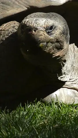 The Pinta Island Tortoise was driven to extinction by habitat destruction and human activity. Its last known member, Lonesome George, passed away in 2012, marking the tragic end of an entire species. 🐢💔
 
 This heartbreaking loss is a warning—we are losing species at an alarming rate, and rainforests are no exception. Deforestation and climate change are pushing more species to the brink of extinction. If we don’t act now, they will be lost forever. 🌿🔥
 
 We must protect our planet’s last great forests before it’s too late. Join the Coalition for Rainforest Nations in the fight to safeguard biodiversity and prevent more extinctions. 🌎✊
 
 #NatureBasedSolutions #ActOnClimate #SaveOurRainforests #BiodiversityCrisis #ProtectWildlife #EndExtinction
