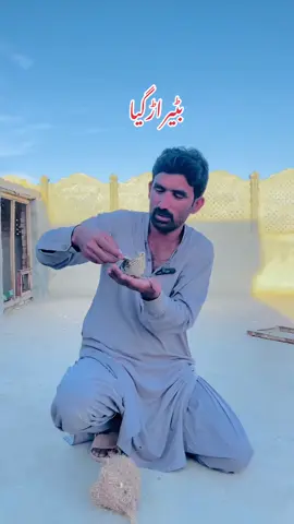 Batair Urr Gaye #batair #batairtraining #batairhunting #birdslover #minizoo #gabbarpethouse #petslovers #pets #foryou #foryoupage #unfrezzmyaccount @Rehman Ch Vlogs 