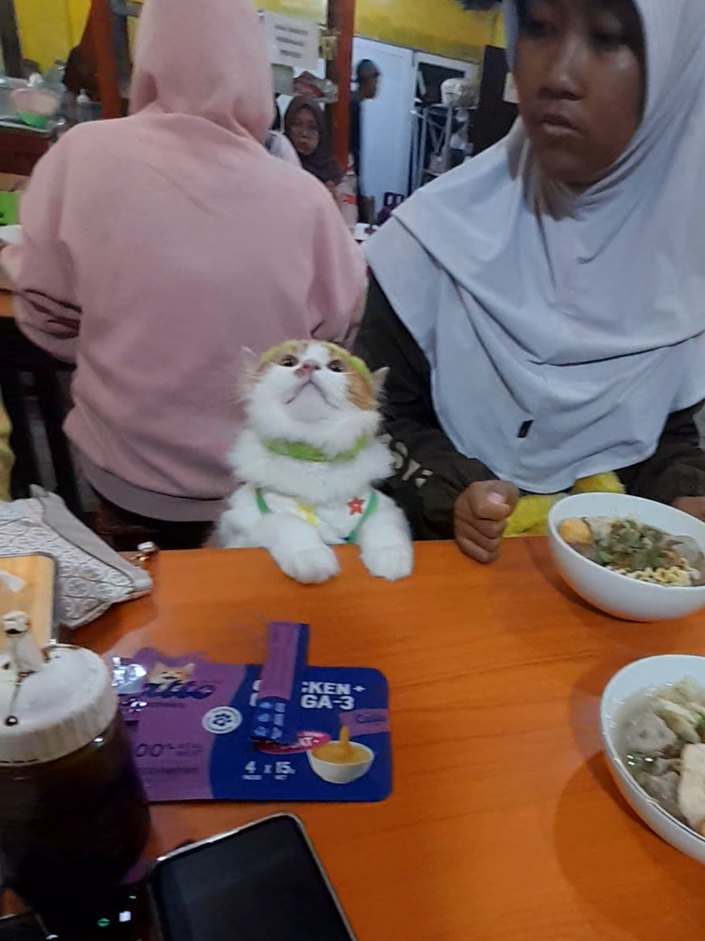 repot gak sih #fyp #fypage #viral #fypシ゚ #catsoftiktok 