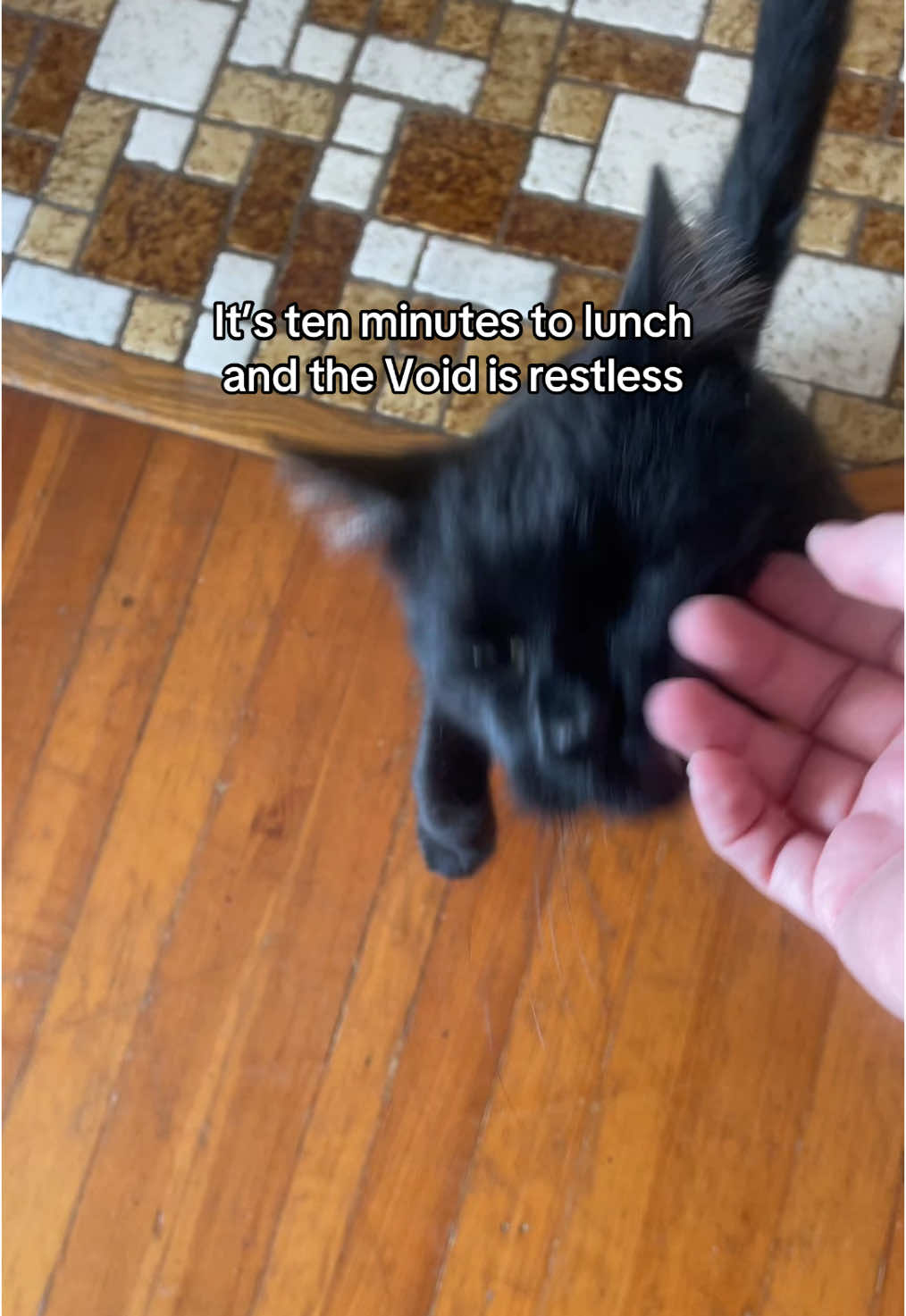 Figaro can never resist a hand #voids #blackcatsoftiktok #catsoftiktok #blackcat 