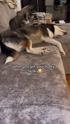 I got my husky a husky and well….😬 #dogsogtiktokviral #dog #husky