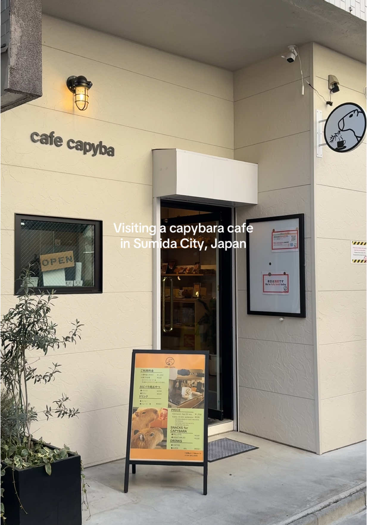 Cute capybaras and great coffee @cafe capyba 🫶 #japan #capybara #tokyojapan #animalcafe 