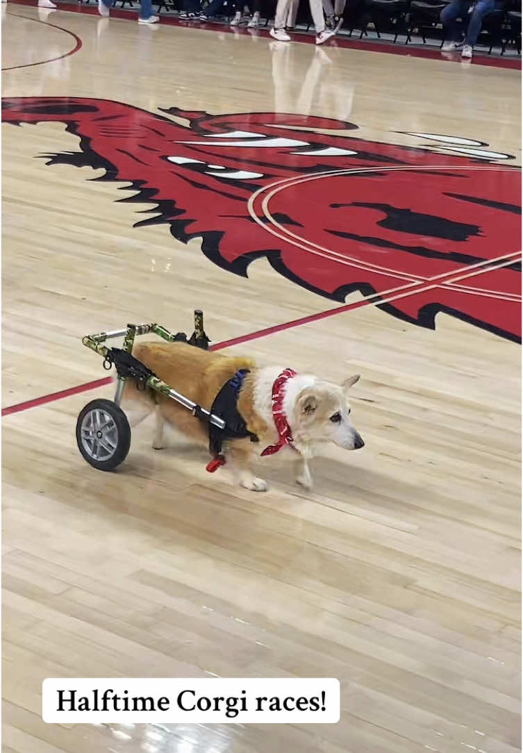 Halftime corgi races!! #corgi #fyp #basketballhalftime 