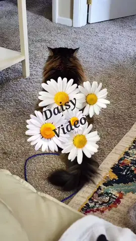 Does your cat sit facing away from you? Here's why. #daisy #catsoftiktok #cattock #cats #fyp 