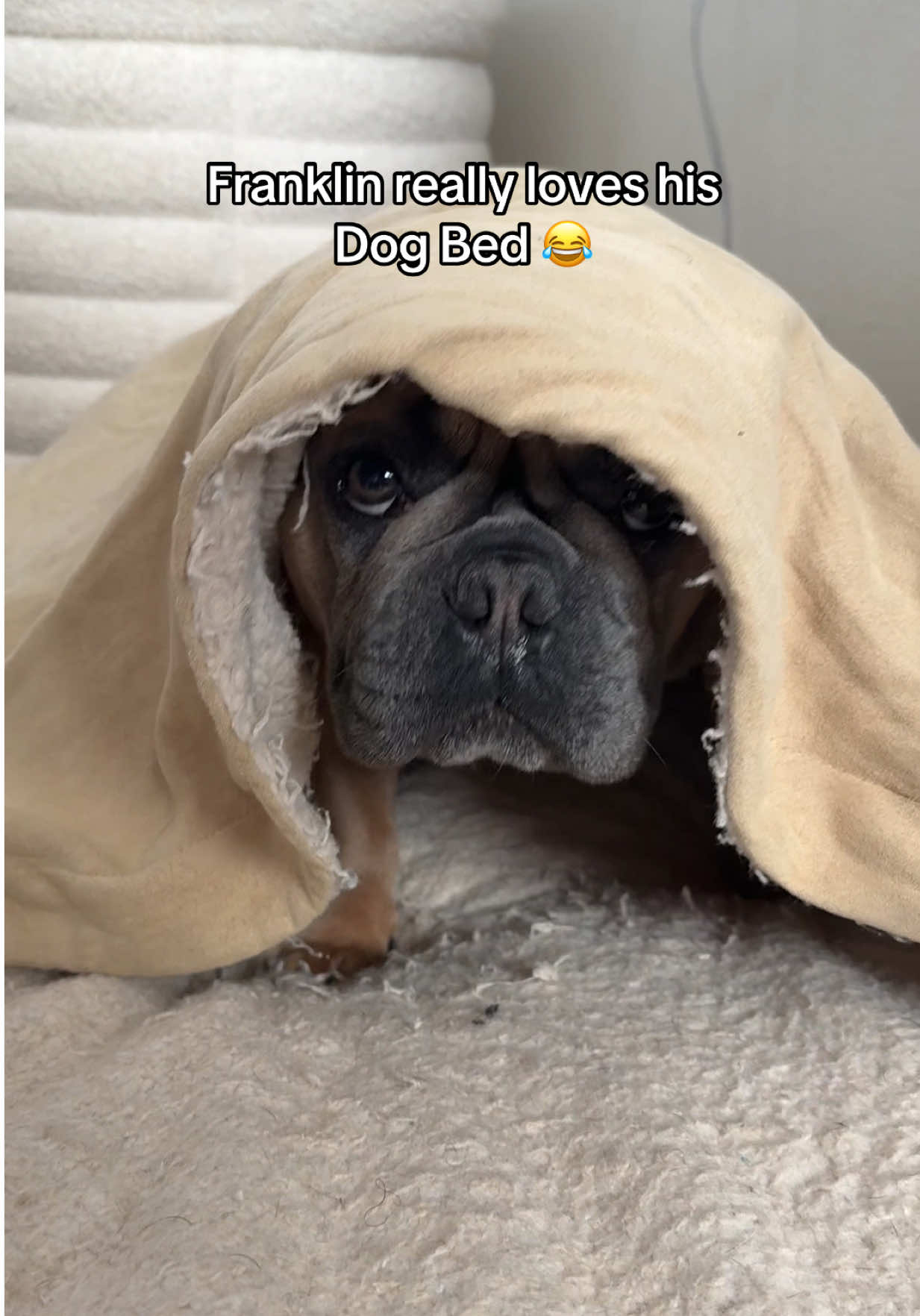 It’s the BEST and it’s adorable too 😭😂 #dog #frenchie #dogbed 