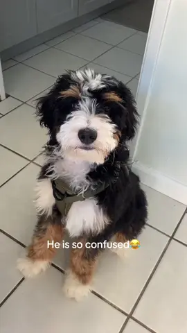 He’s lowkey smart I think he knew hahaha #bernedoodle #puppytiktok 