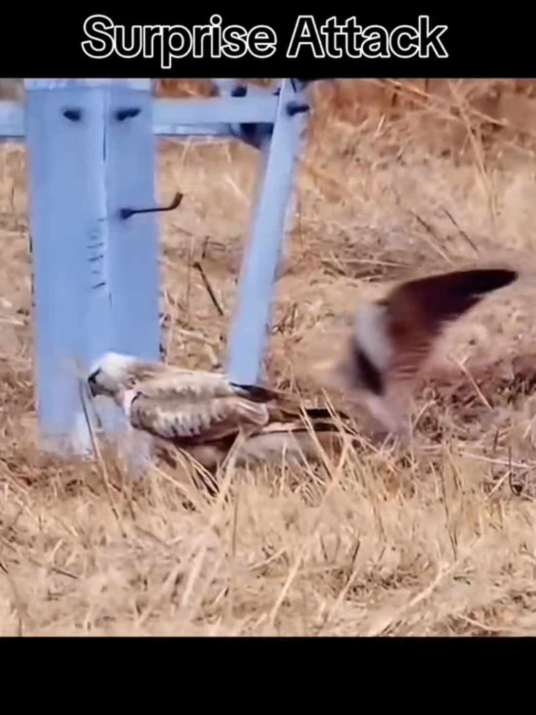 #onthisday #aroundtheworld #viral_video #viralvideos #viralditiktok #bird #birdtiktok #birdlover #birdlove #birdslove #birdwatching #birdlife #birdsofafeather  #allaboutbirds #justbirds #trendingvideo #trendingsound #trending #todaytrending #birdtricks #birds #nature #natureza #naturevibes #naturelover #natureathome #foryou #foryouu #foryoupage❤️❤️ #foryoupag #for #foruyou #foryour #fyp #fypp #fypdong #trending #trendingvideo #trendingsong #trendingsound #trendingtiktokviral #flighthouse #todaysvideo #today #todaytrending #phillipines #southafrica #southafricatiktok🇿🇦 #capetown #capetownsouthafrica🇿🇦 #sa #satiktok🇿🇦 #allbirds #world_of_birds_  #birding #satiktok #flighthouse #bestbird #bestvideo #bestvideos #bestview #wildlifelover #wildlifephotography #wildlifephotographer #wildliferescue #wildlife #photoshoot #photographer #photography #capture #captured #OhNo #isitreal #waterbirds #raptors #birdsofprey #birdsofparadise #stunning #awesomeisus #canary #canarias #canaries #canarias🇮🇨 #canario #singer #show #showyourfreestyle #showyourglow #breeding #breeder #canarybreeder #canarybreeding #finch #finches #budgiesoftiktok #budgielife #usa🇺🇸 #ukraine #uktiktok #usatiktok #mexico #indonesia #pakistan🇵🇰 #pakistani_tik_tok #bangladesh #belgium #denmark #latvia #norway #taiwan #somalia #unitedkingdom #australia #newzealand #canada_life🇨🇦 #canada🇨🇦 #India 