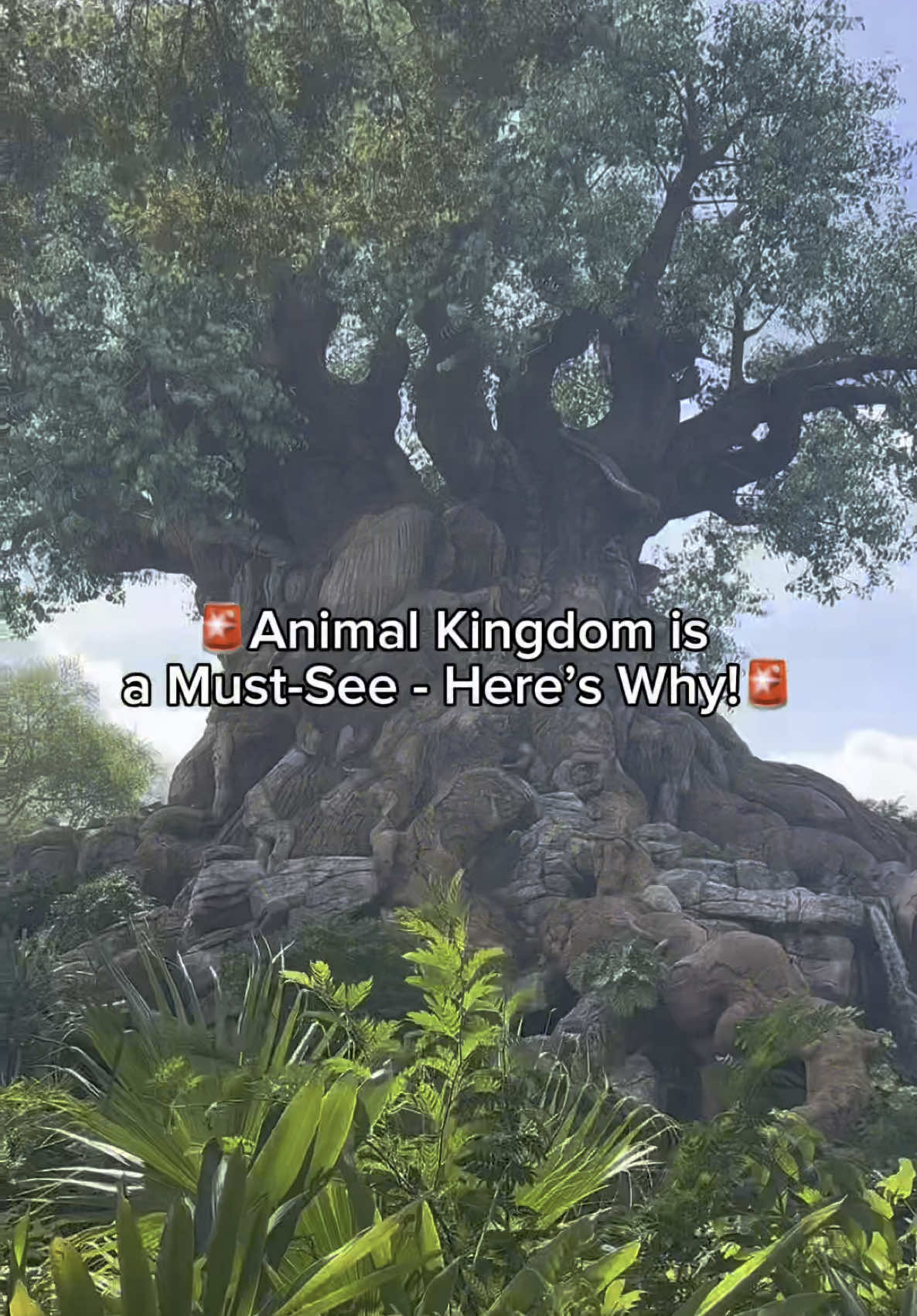 🌿✨ Disney’s Most Immersive Park – Animal Kingdom! ✨🌿 Step into a world where nature, adventure, and Disney magic collide! 🦒🌏 From breathtaking safaris to thrilling rides, here’s why Animal Kingdom is a must-visit in 2024! 🚶‍♂️ Lush walking trails & immersive theming – Feel like you’re in the heart of the wild! 🦓 Kilimanjaro Safaris – Get up close with real animals on a true Disney adventure! 🎢 Expedition Everest – Conquer Disney’s most thrilling mountain coaster! 🌌 Pandora: Flight of Passage – Experience one of the best rides in the world! 🎭 Festival of the Lion King – A must-see Broadway-style show! 🐾 Ready to explore? Let me plan your Animal Kingdom adventure for FREE! 📩 DM me for a quote today! #DisneyAnimalKingdom #DisneyWorld #AnimalKingdom #DisneyTravel #DisneyVacation #KilimanjaroSafaris #ExpeditionEverest #Pandora #DisneyPlanner #ThemeParkMagic #OrlandoVacation