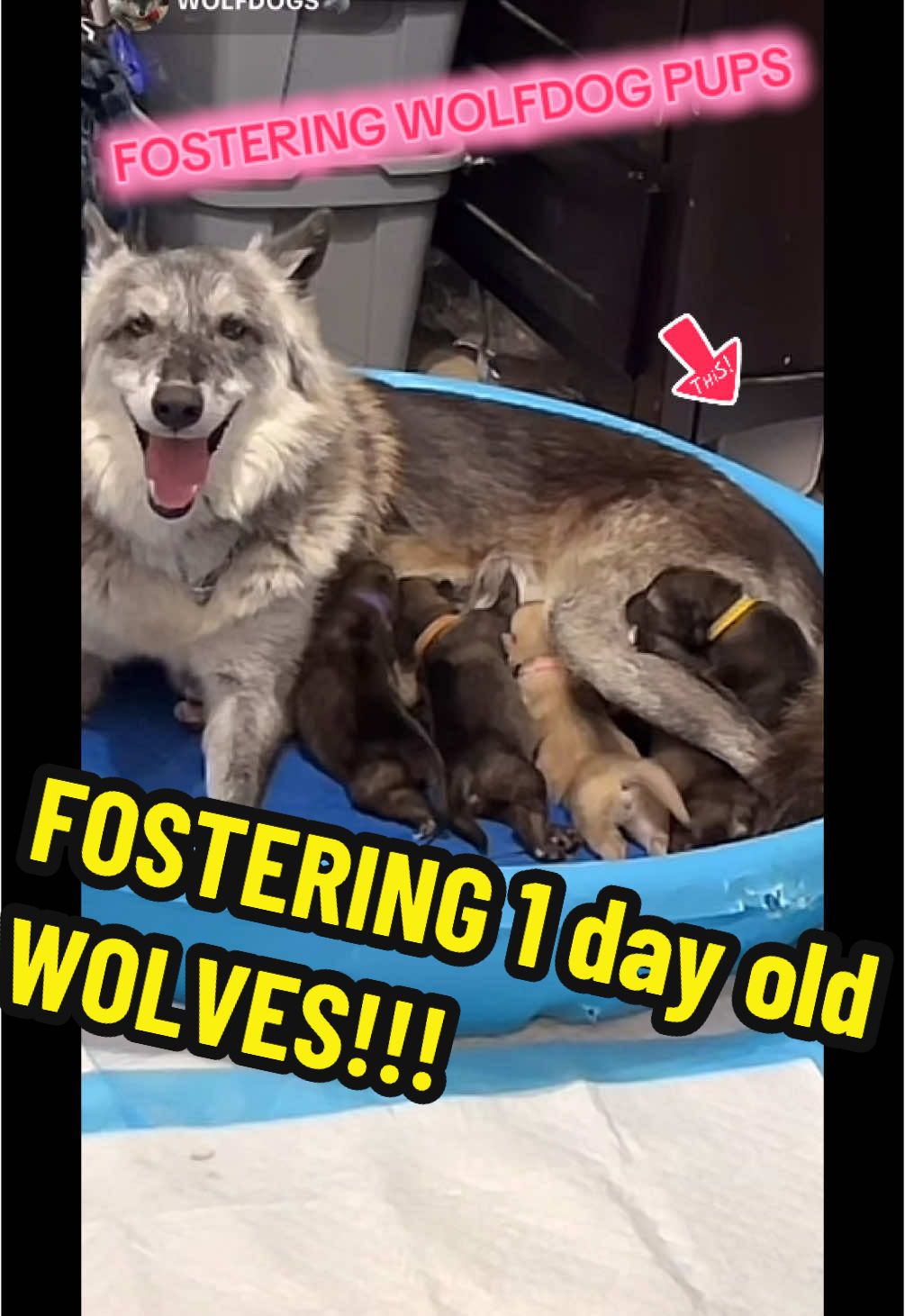 #wolf #dog #wolfpack #puppy #Love #happy #animal #dogs #cat #food #life #funny #cute #tiktok #meme #stitch #like #gsd #fyp #CapCut #short #shorts #viral #livefest2024 #blowthisup #bts #comedia #duet #edit #foryou #fypシ #foryoupage #funfacts #greenscreen #humor #instagram #joke #keşfet #movie #netflix #on #parati #quotes #relatable #trend #usa #wow #youtube #play #snow #fun  #hel #Summer #winter #spring #fall #run #river #camp #camping #sports #fun #hero #money #edit #joy #pet #Longervideos #germanshepherd #doggy #pup #bully #xlbully #shelter #TrendTok #Livefest #leash #dogwalk #TrendTokApp #howl #moon #tornado #coyote #coyoteamerica #foster #Thankyou 