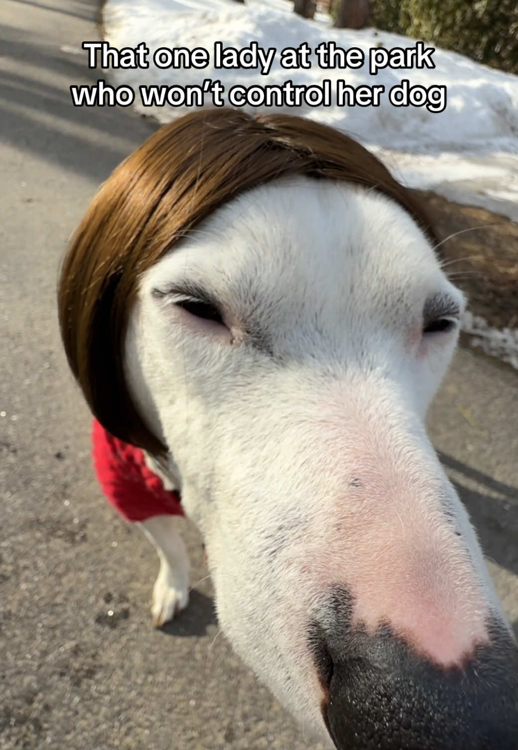 This has happened in real life. Anyone else hate it when people let their dog’s off leash all up in our business 😭 #dogs #rude #karen #park #comedy #meme #englishbullterrier #annoying 