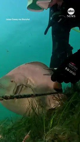 A diver rescued a fiddler ray that became entangled in a fishing line off the Mornington Peninsula in Australia. #abcnews #rescue #australia #fiddlerray 