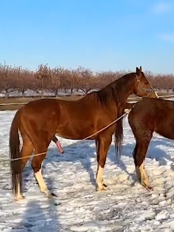 Two brown horses have a good relationship in the snow || Proceso de crianza de dos caballos marrones #breeding #horsebreeding #crossbreeding #horsejumping #horserider #candyhorse #breedtime #mustanghorse #stalions #arabianhorse 