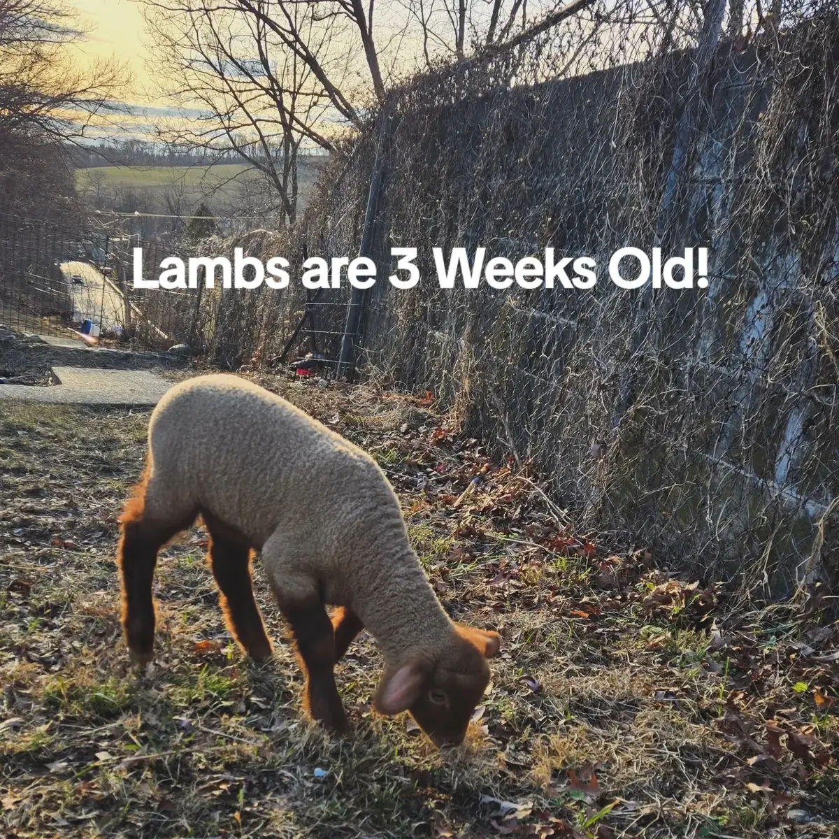 How absolutely adorable are these lambs??? watching them play is such a joy! and Kuzu wanting a little treat from my sister had me rolling!