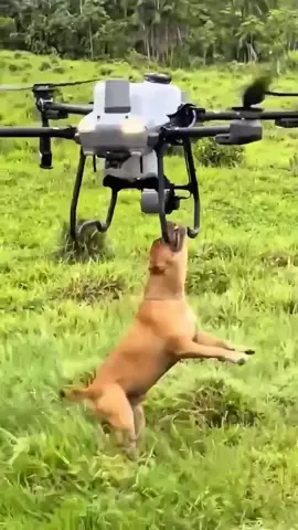Em 2025 teremos carros voadores 🙄 Drone agrícola tem chamado atenção ultimamente mas nesse vídeo aqui quem roubou a cena foi o #cachorro #animal #pet #drone #agro 