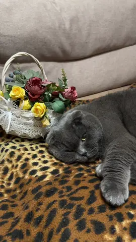 #angrycat #кіт #кіттіктокер #cat #catsoftiktok #повелительквартири #володарквартири #рек #рекомендації #timokha_boss #fyp #FYP #viral_video #котикиприколы #котик #cats #meow #котэ #catlife #cats