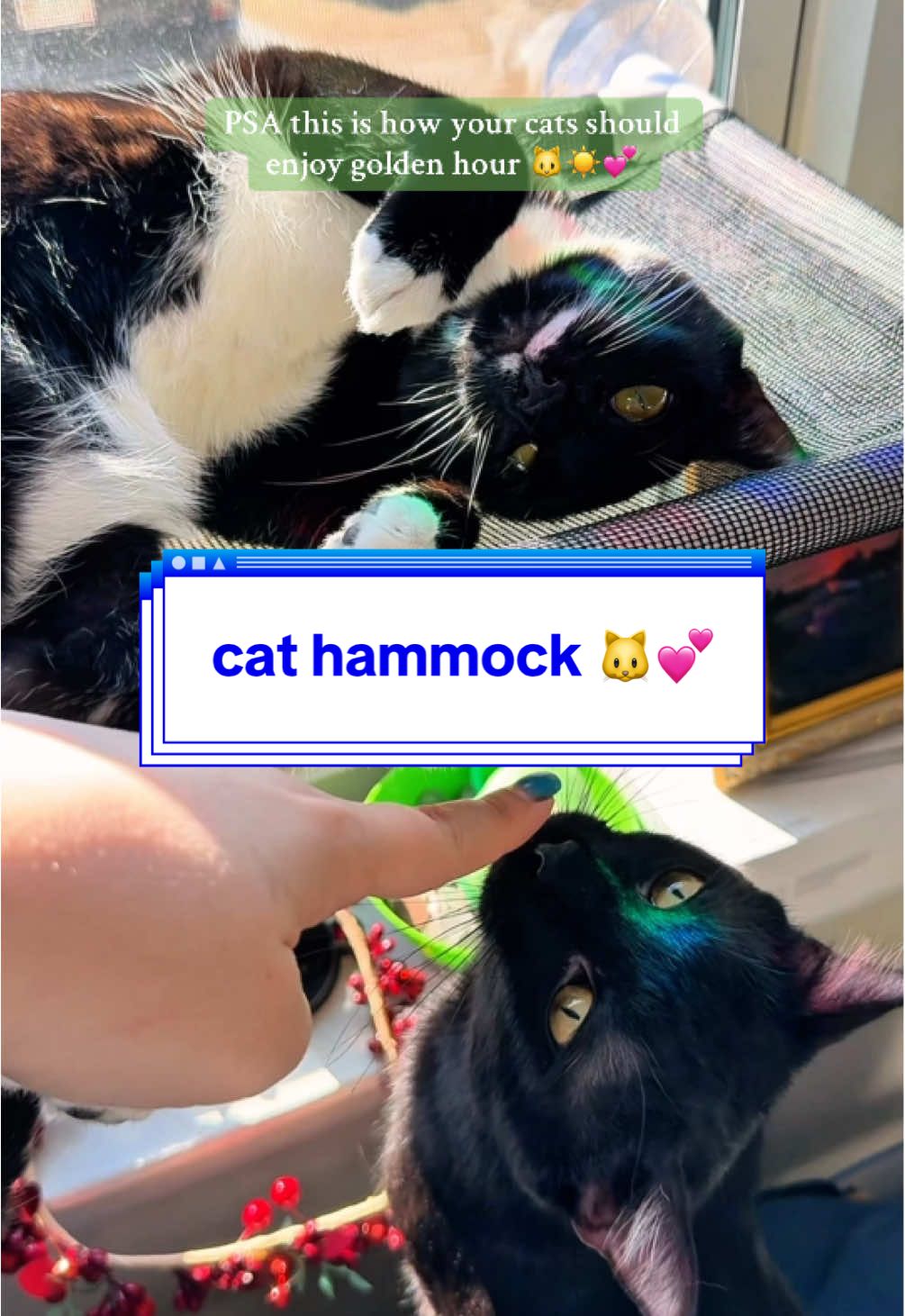 my kitties love to sunbathe in their window hammock 💕 #catsoftiktok #catlover #cathammock #catbed #petbed #petsupplies #TikTokShop #petfinds #petmusthaves #catmom 