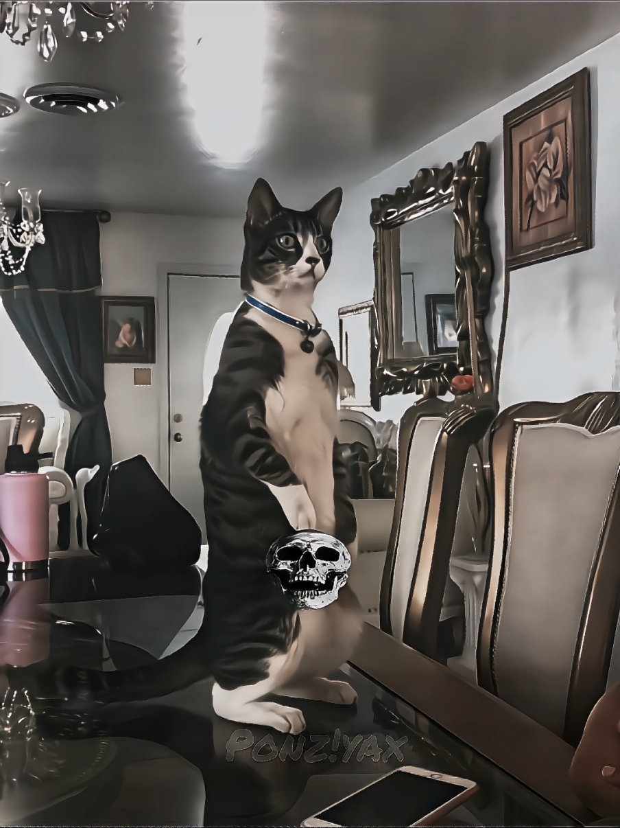 HOME CCTV 💀 #CAT #DOGS #VIRAL #EDITS #fyp #PONZIYAX 