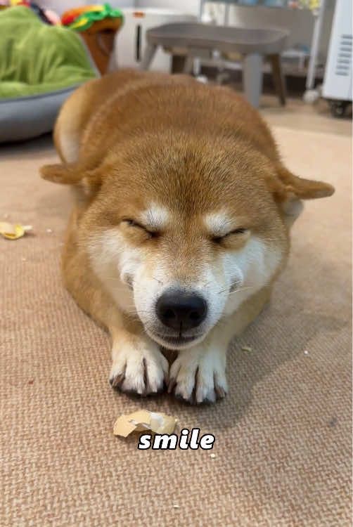 Puppy with head stuck #dog #tiktok #Love #cute #foryou 