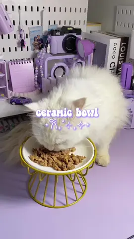 CERAMIC BOWL FOR CAT! 🐈 #ceramicbowl #ceramiccoating #catsoftiktok #cats #bowlforpets #catessentials #fyp #trendingvideo #creatorsearchinsights #elevatedbowl 