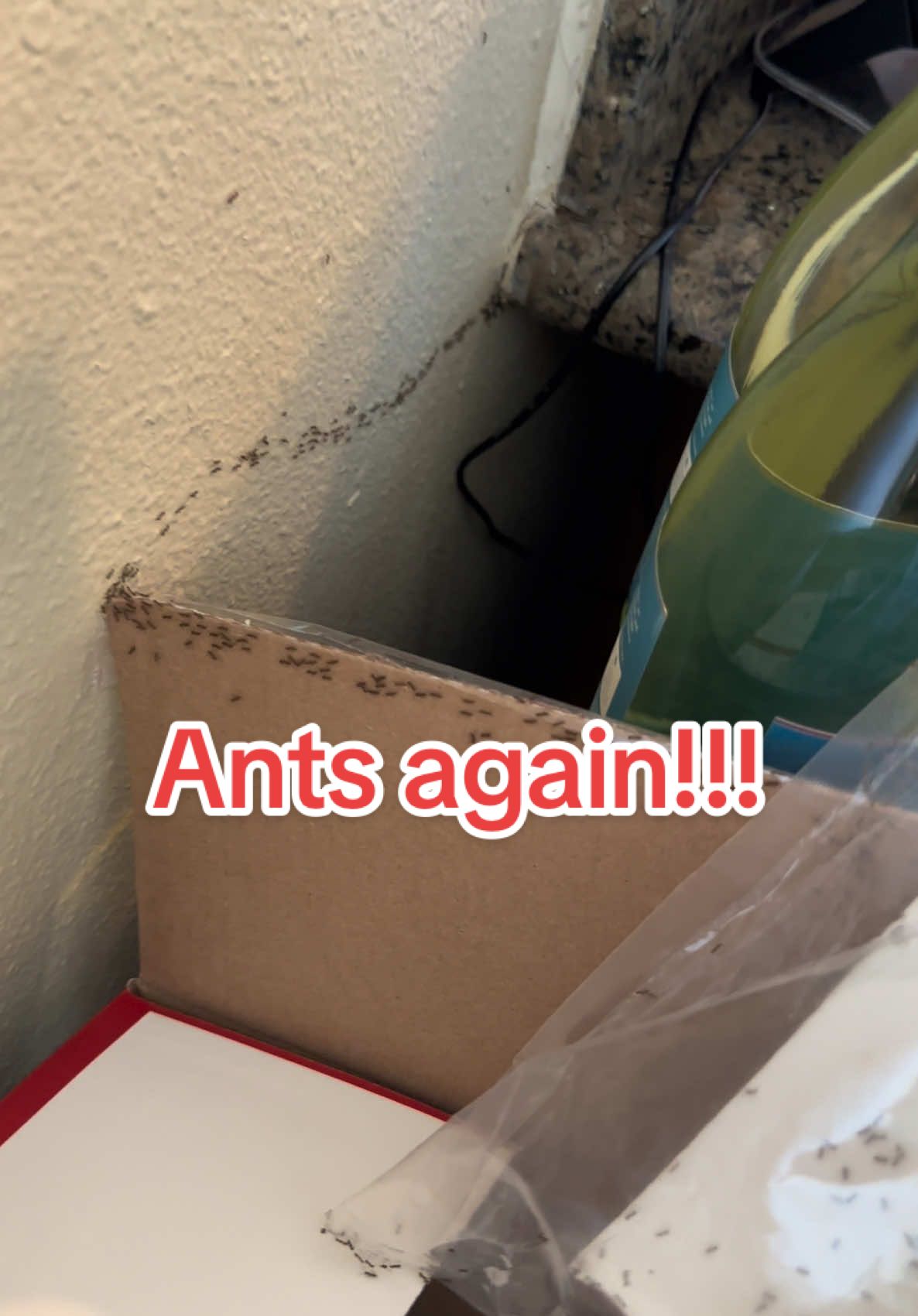 I literally made sure there were no crumbs cause I knew these effers are waiting in the walls. I’m done with these ants!!!!! Hopefully the ant bait works this time.  #ant #antinfestation #antsoftiktok #hellno #hellnotothenonono #naan 