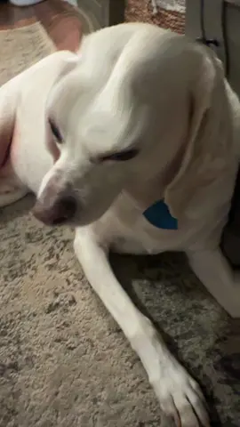 #angrydog 