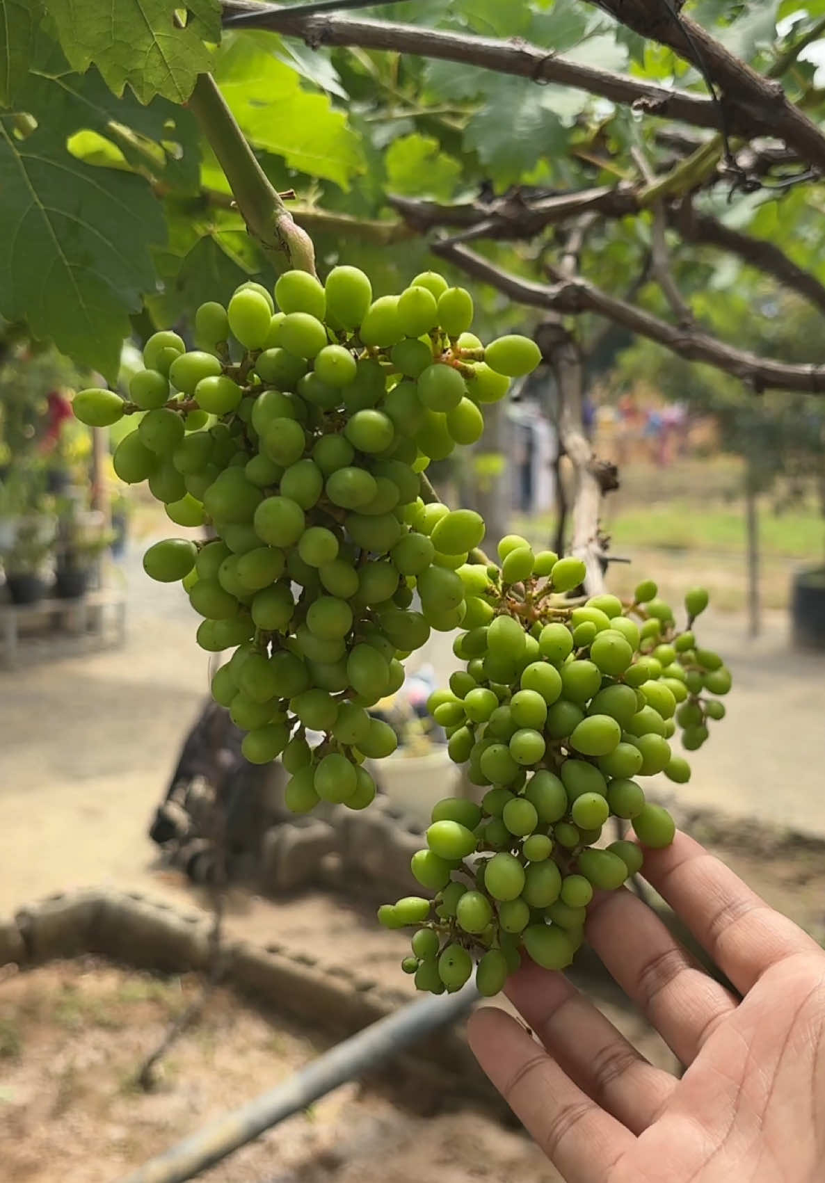 GRAPES AND MULBERRIES FOR PICKING 🥰🌱👩‍🌾 #northeastfarmgirl 