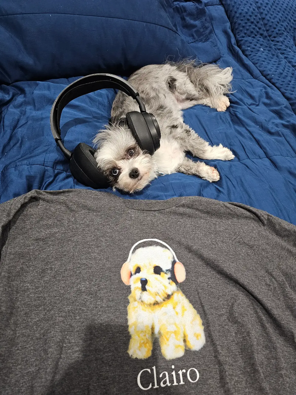 i think Kona might be long lost twins with the dog on the @Clairooooooooooooooooooo  Sling era shirt! (and hoodie!)  #clairo #clairotok #dog #indiemusic #fyp 