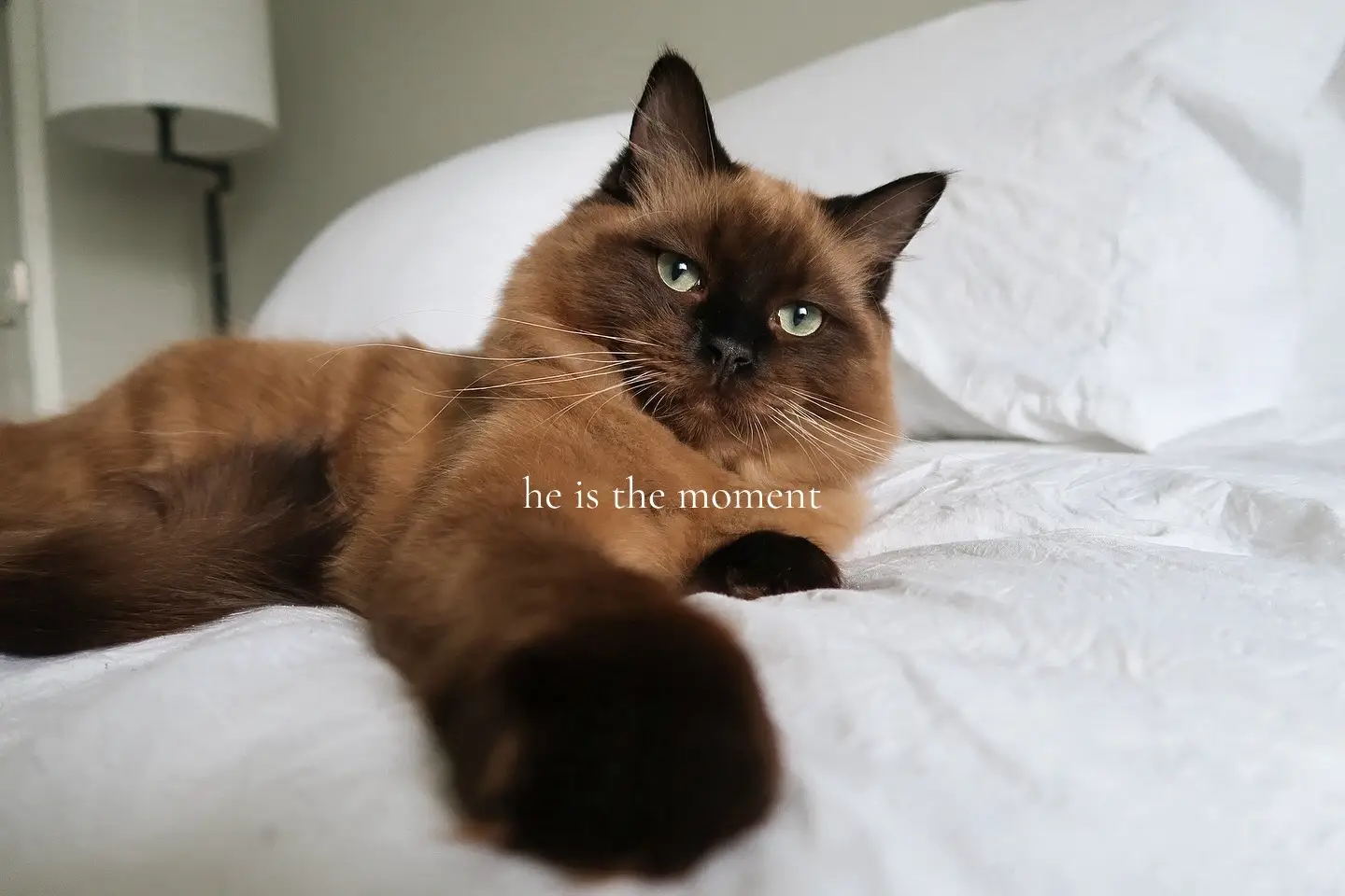 he is truly ✨the moment✨ #ragdoll #browncat #minkragdoll #model #sealpoint #kitten #cattok 