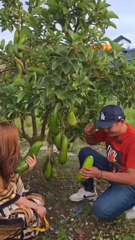 Kebun alpukat kelud di sidrap #alpukatkelud 