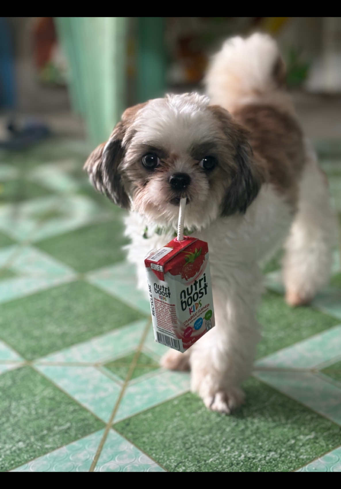 Kasawa daw water walang lasa #🤣🤣#trending #PetsOfTikTok #shihtzusoftiktok 