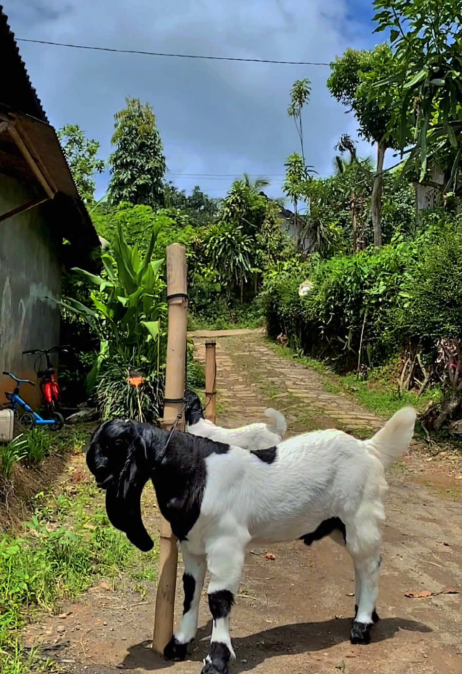 Bismilah lee😇#peternakmuda #peranakanetawa #kambingetawa #kambingpetulungagung #kambingseni #fyp #tulungagung24jam #masukberanda #tulungagunghitss #capcut #asemgrowongfarm @asem growong farm 