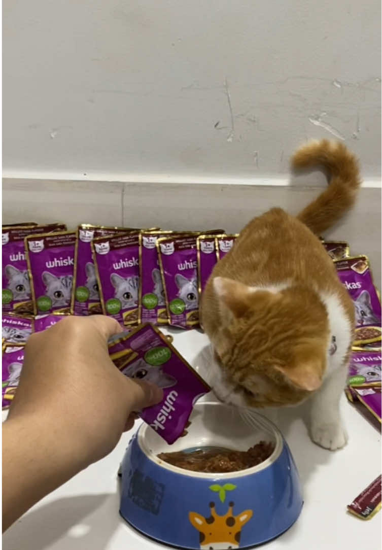 Mèo cam, mèo báo, mèo ham ăn. Whiscas, dạng sốt, mèo khoái hơn cả pâté pate #whiskas #thucanchomeo 