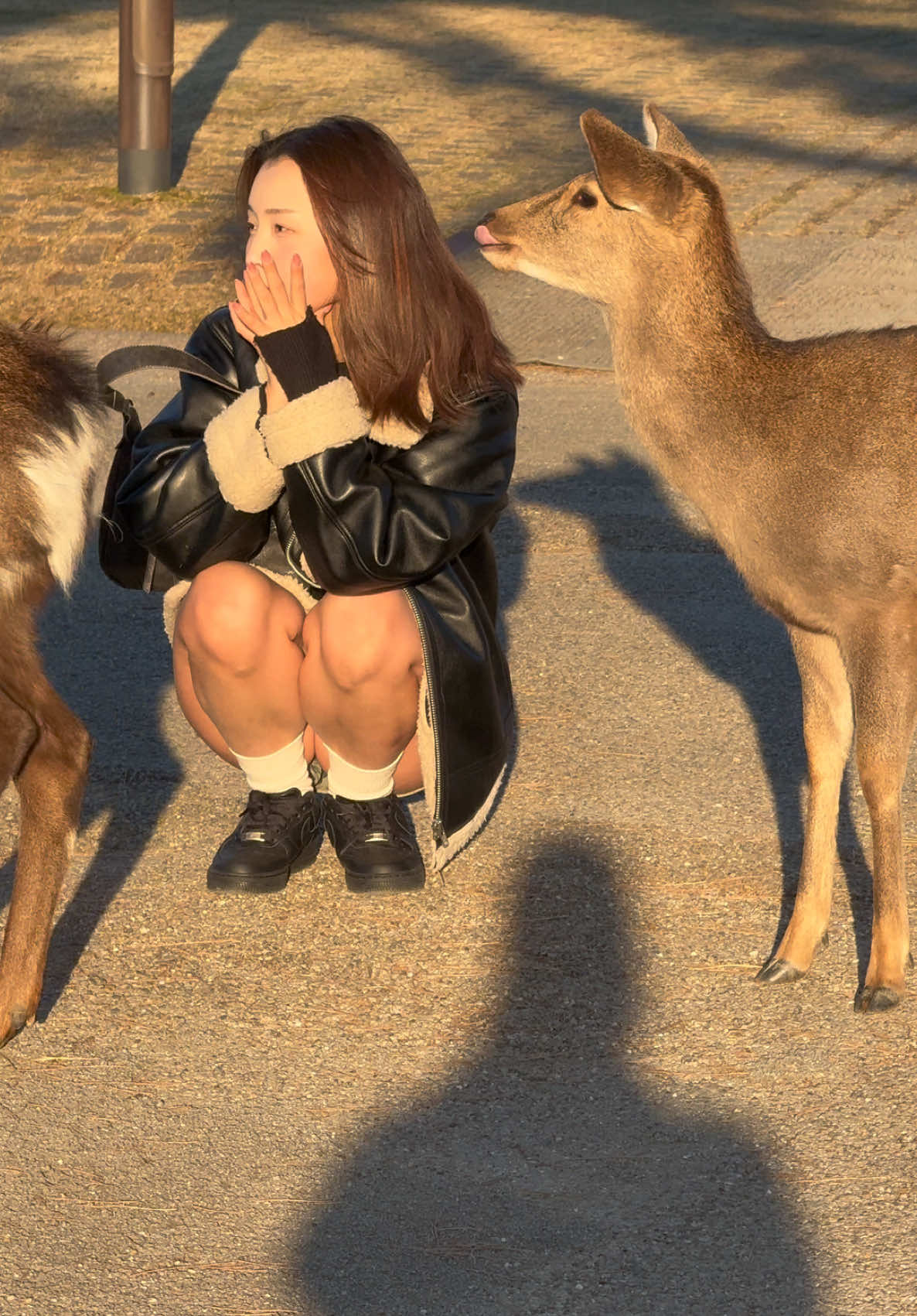 鹿と楽しむ外国人観光客🫎Nara Park japan deer 🦌