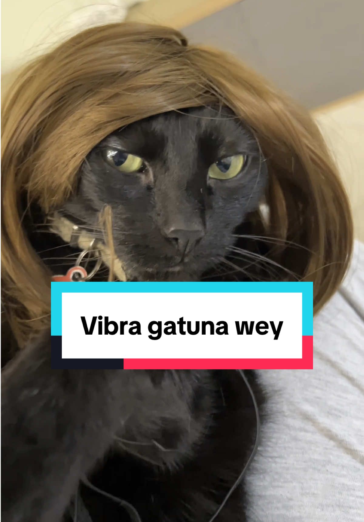 La p*ta vibra gatuna wey #vibra #wey #gato #gatos #humor #viral #parati #fyp 