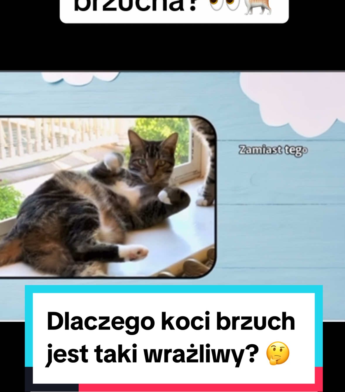 Koty mają jedną część ciała którą chronią ponad wszystko 👀🐈🔐 #dlaciebie #kot #koty #kociary #kotynatiktoku #kociara 