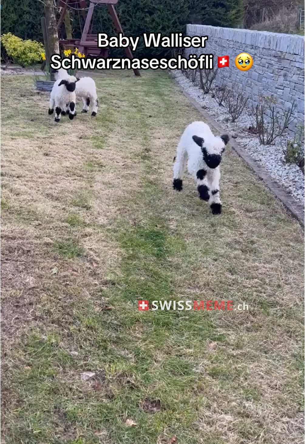 Als chlini Ufmunterig🐑 Instagram: Swissmeme