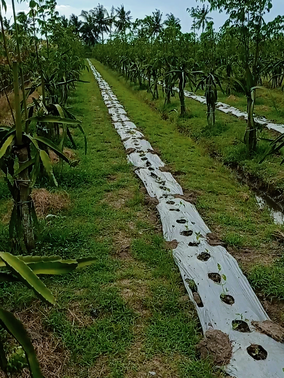 sesok lak akeh-akeh dewe😁😁 prepare Roket mix Prentul 1000 batang 🌶️🌶️🔥🔥 #fypagetiktok #JelajahRamadan #fyp #petani #fypシ #buahnagabanyuwangi #petanibuahnaga #fypage #xyzabc #cabairawit 