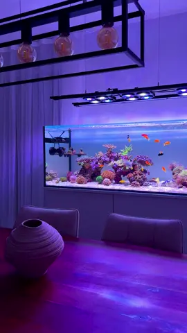 ☀️☀️☀️☀️☀️ #aquascape#aquarium#coralreef#reeftank#reef#fish#allmymoneygoestocoral#coral#fishtank#reefer#saltwateraquarium#saltwater#wildlife#reefaholiks#coralreeftank#ocean#reeftanksofinstagram#fishtanksofinstagram#reefaquarium#animals#saltwatertank#meerwasseraquarium#eatsleepreef#reels#hobby#Love#korallen#nature 