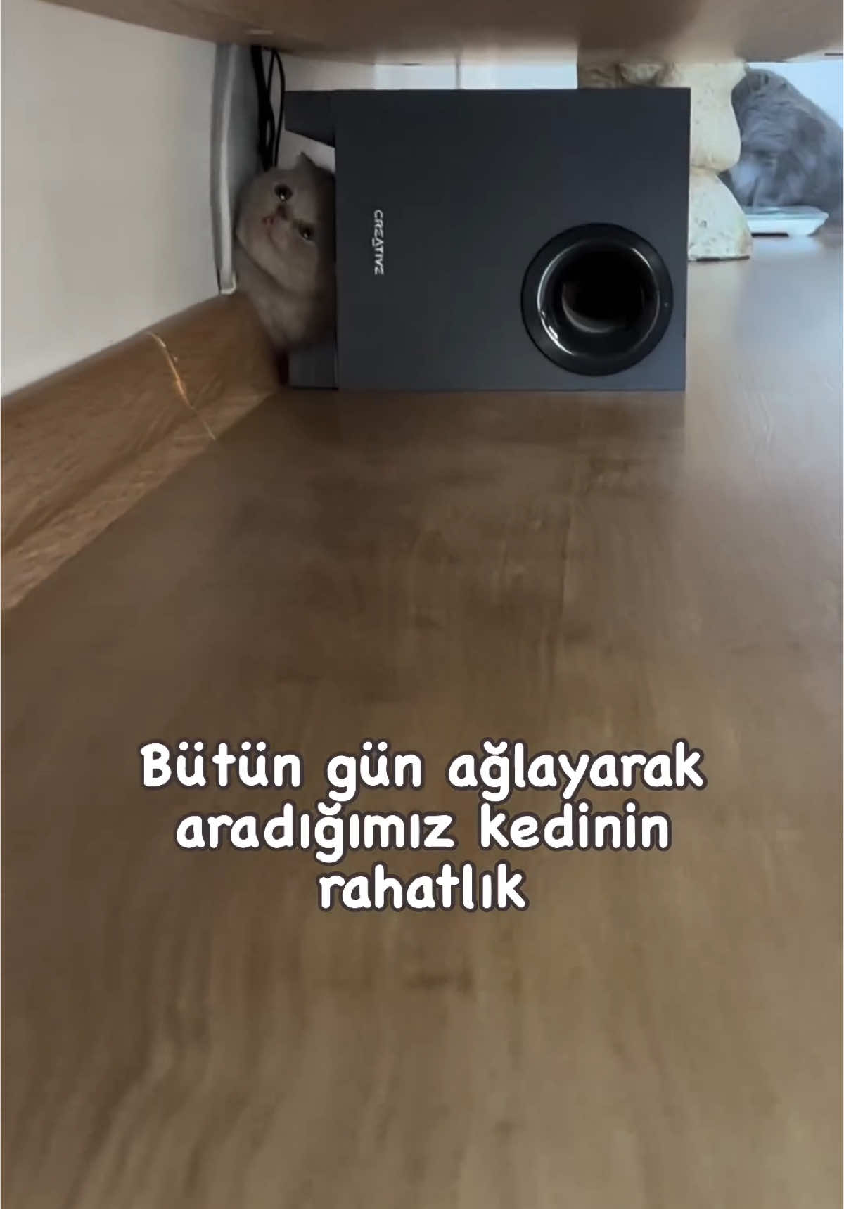 Kedomun rahatlık seviyesi  🤪  #kedi #cat #katze #komikkedi 