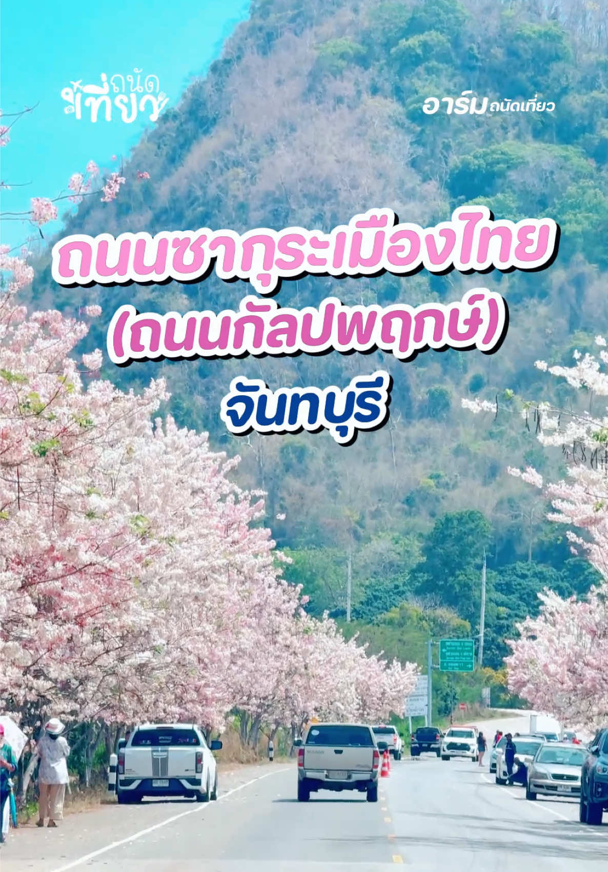 ถนนซากุระเมืองไทย จันทบุรี (ต้นกัลปพฤกษ์)