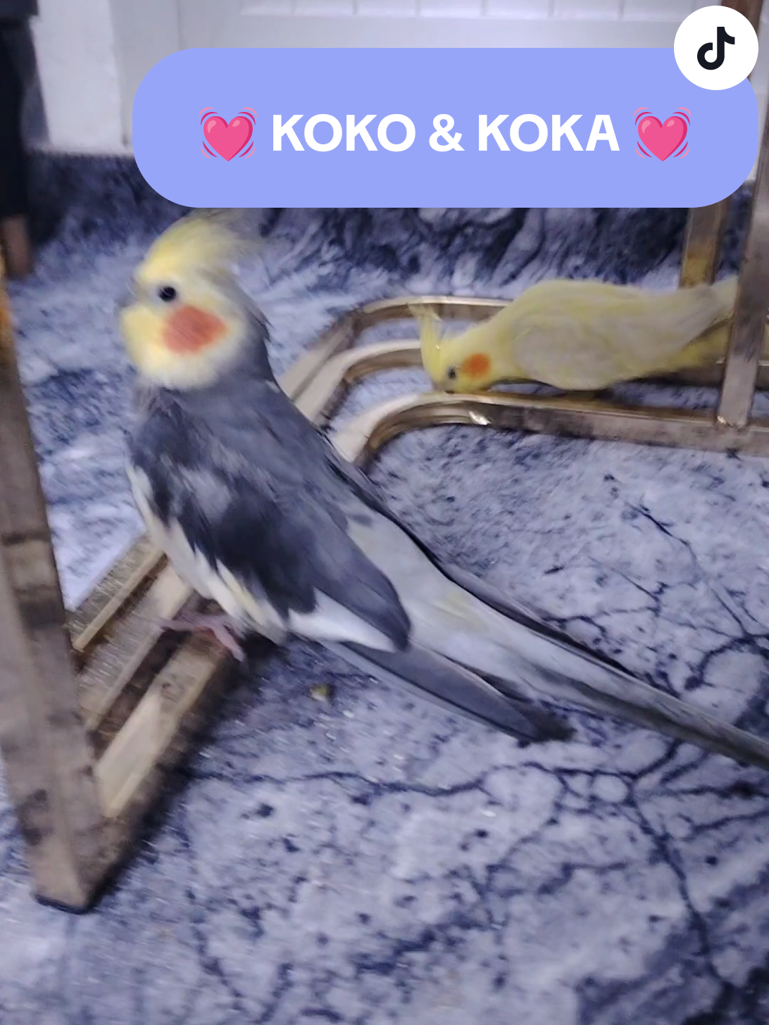 كوكه و كوكو KOKA & KOKO #حلال #الزاجل_عشق_لاينتهي❤️🕊️؛ #لوت #catsoftiktok #trending #petparrot #طيور #fyp #foryou #ببغاوات #cockatil #bird #viral #كروان #parrot #foryoupage 