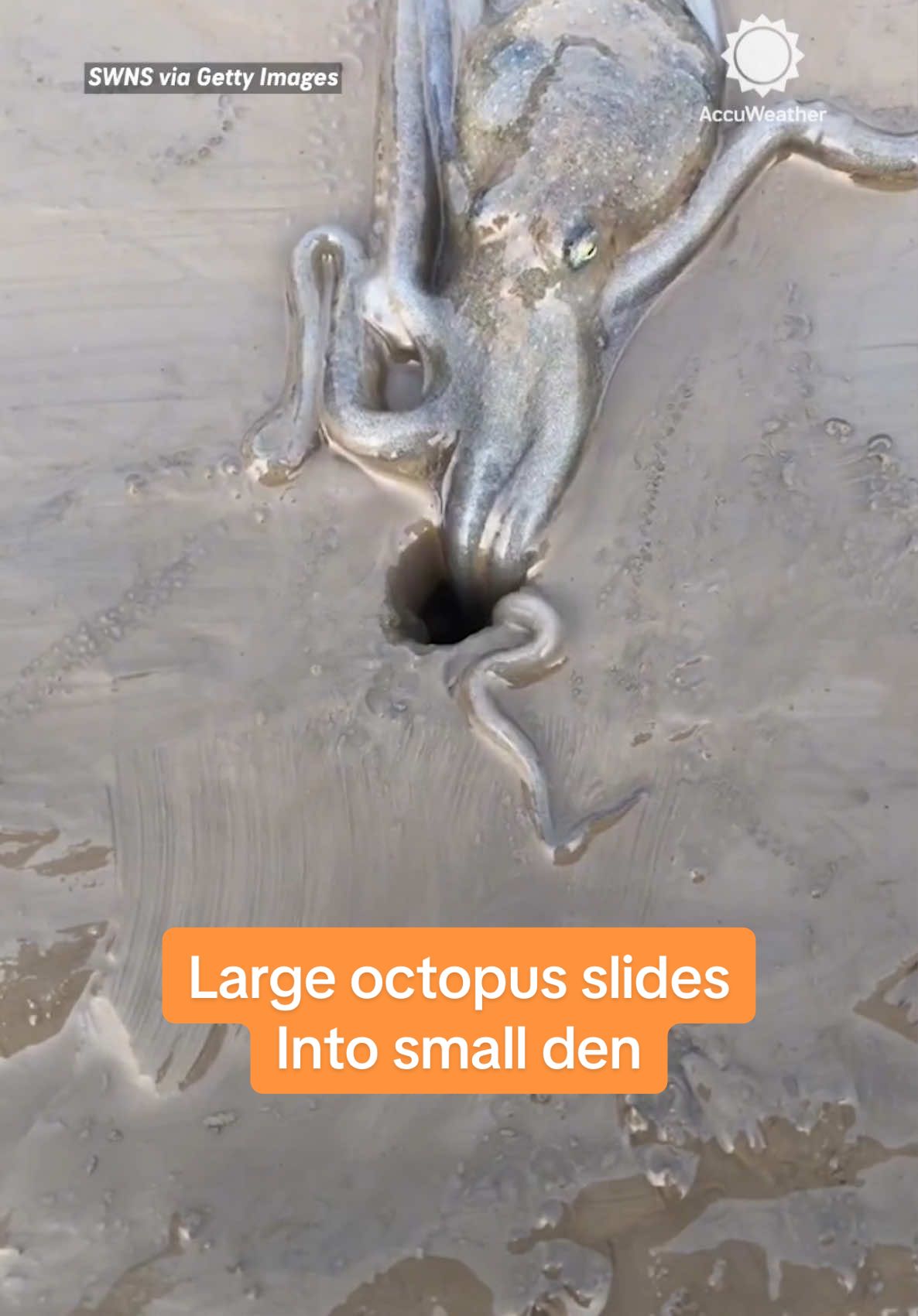 You'll want your sound on for this one! 🔊 Watch as this large octopus squeezes into a small den.  #octopus #animals #wildlife #nature #accuweather 