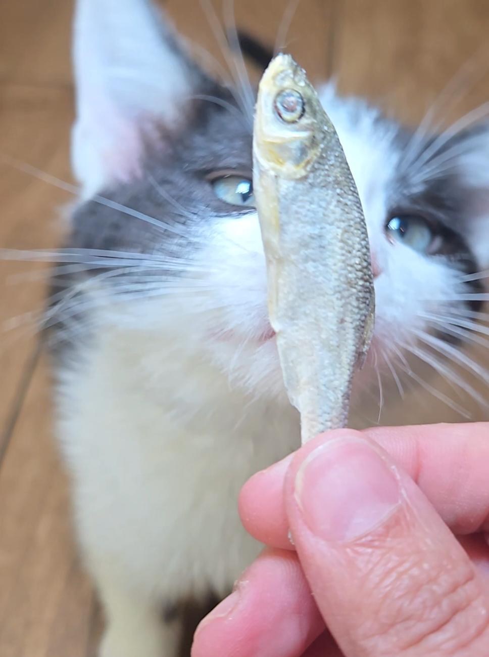 Replying to @homebakes4you  these are my cats favorite treat! One ingredient freeze dried minnows #cattreats #catfood #cowcat #kitten #cattreat  #asmrcrunch 