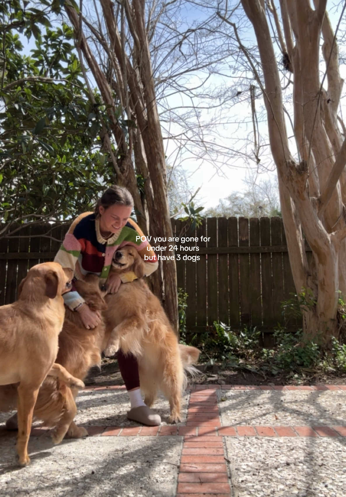 The most needy dogs. My boyfriend is the spare human @Rothy’s @lululemon #dogs #dogsoftiktok #goldenretriever #goldenretriever #labradorretriever #labsoftiktok #dogsreact 