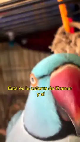 La mejor ave como mascota, la cotorra de kramer #aves #mascotas #kramer 