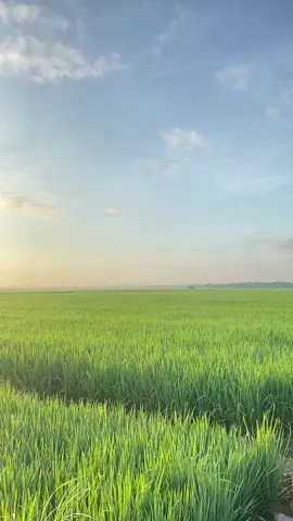 Matahari pagi yang indah seperti senyum muu🤩#sunrise #sawah #padi #fyp #foryou #pageforyou 
