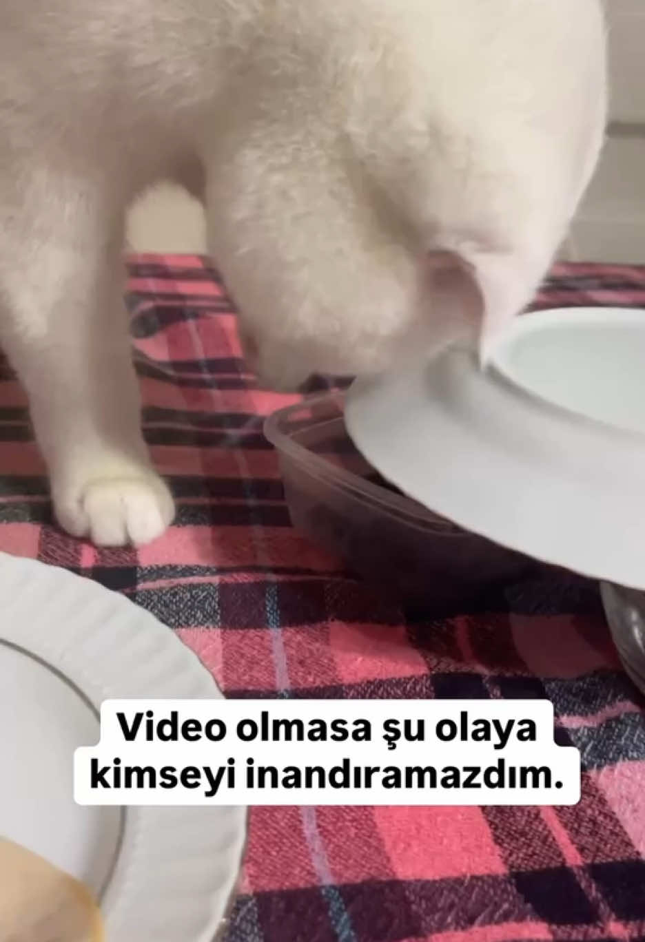 Çaktırmaaaa 😸