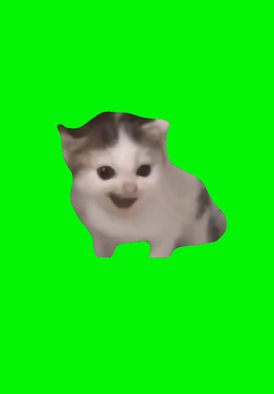 German Cat | Green Screen #cat #catmeme #german #germany #painter #kitten #meme #memes #fyp 