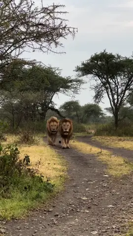 Two of the four Masek/Ndutu male lions on patrol mission this morning #foryoupage #foryou #foru #fyp #kruger #legend #wildlife #king #lions #viral #justiceforolobor #justiceforlorkulup 